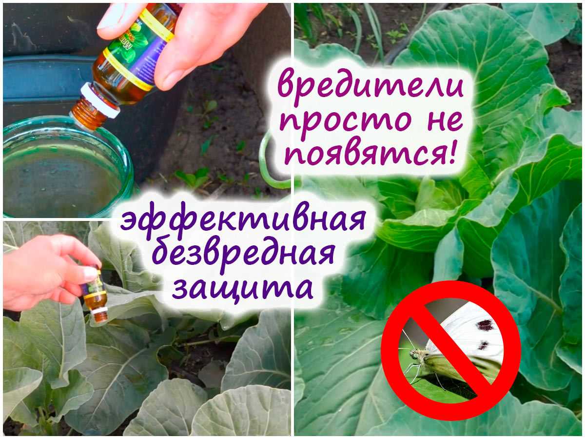 Защита растений без химикатов