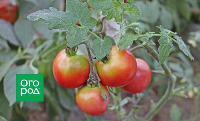 “Желтые плечики” на плодах томата – в чём причина и как исправить?