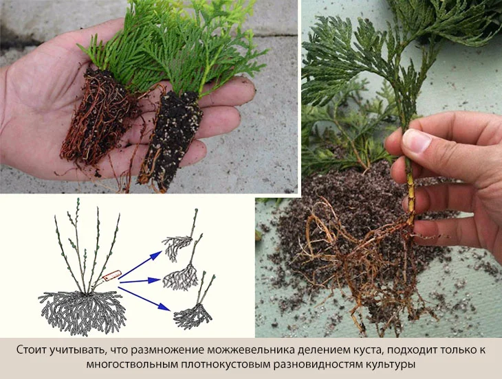 Зимнее черенкование можжевельника – ещё более эффективный способ